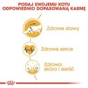 Royal Canin Maine Coon Adult karma sucha dla kotów dorosłych rasy maine coon 400g