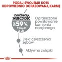 Royal Canin Dental Care karma sucha dla kotów dorosłych, redukująca odkładanie kamienia nazębnego 8kg