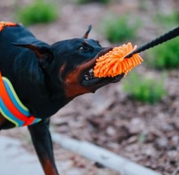 Dingo Zabawka dla psa - Szarpak Mop z rączką bungee pomarańczowy